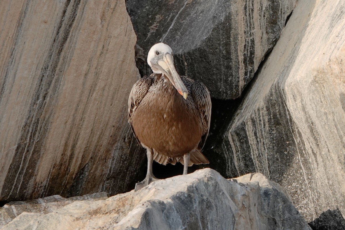 Brown Pelican - ML623345606