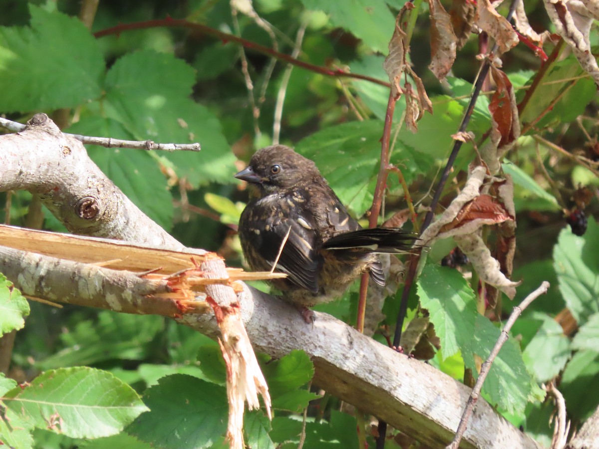 Spotted Towhee - ML623345715