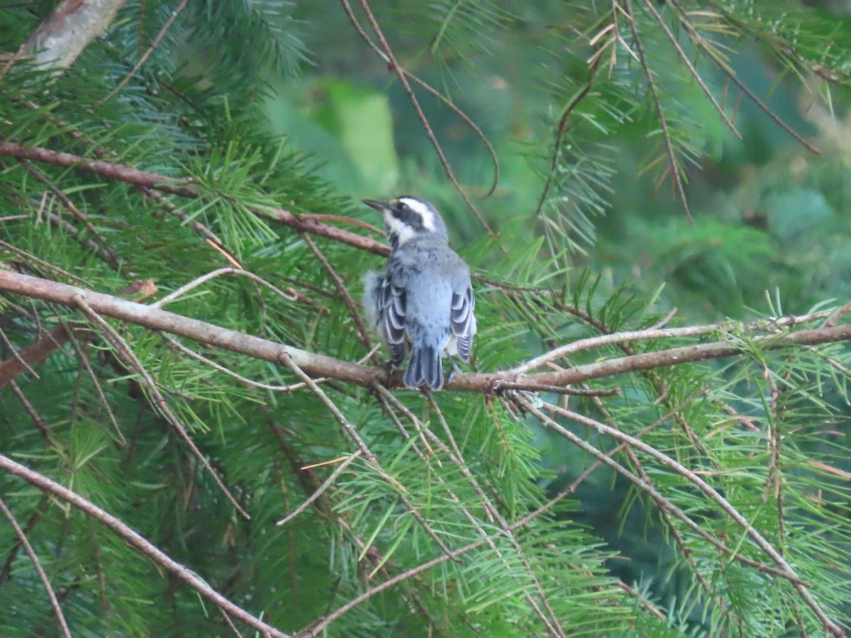 Black-throated Gray Warbler - ML623345721