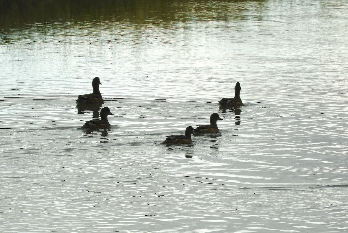 Gadwall - Dan Bilderback