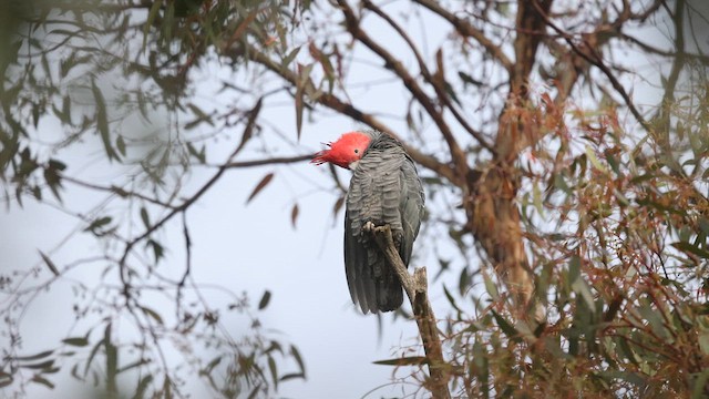 Gang-gang Cockatoo - ML623345744