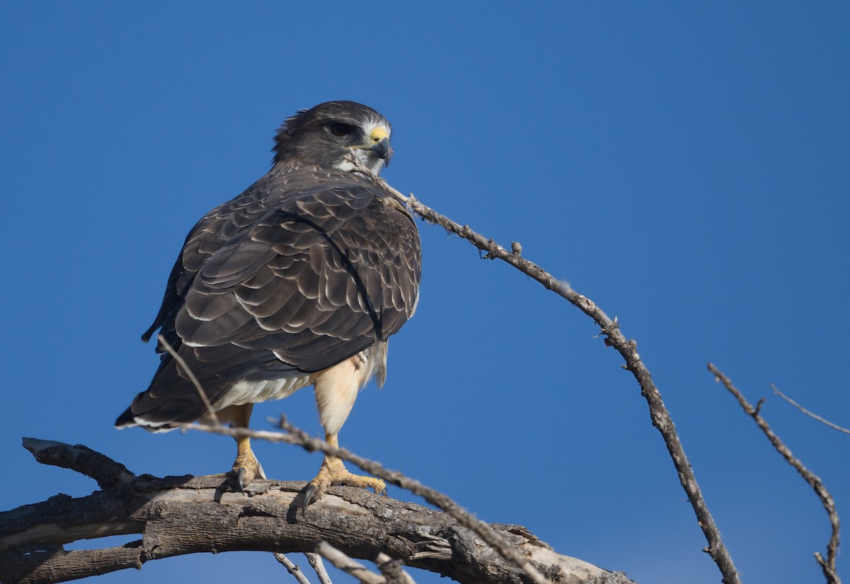 Swainson's Hawk - Matt Mason