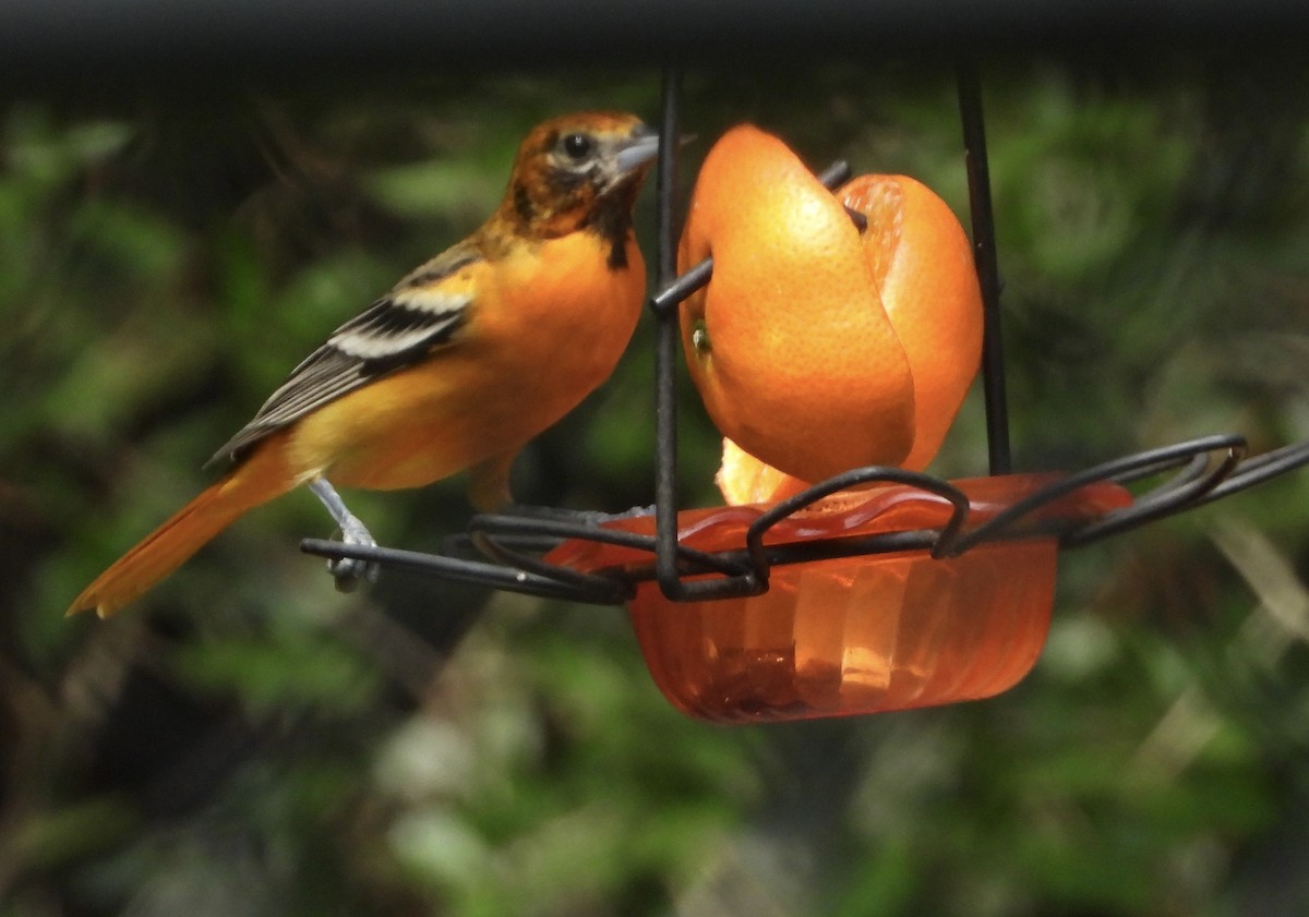 Baltimore Oriole - ML623345912