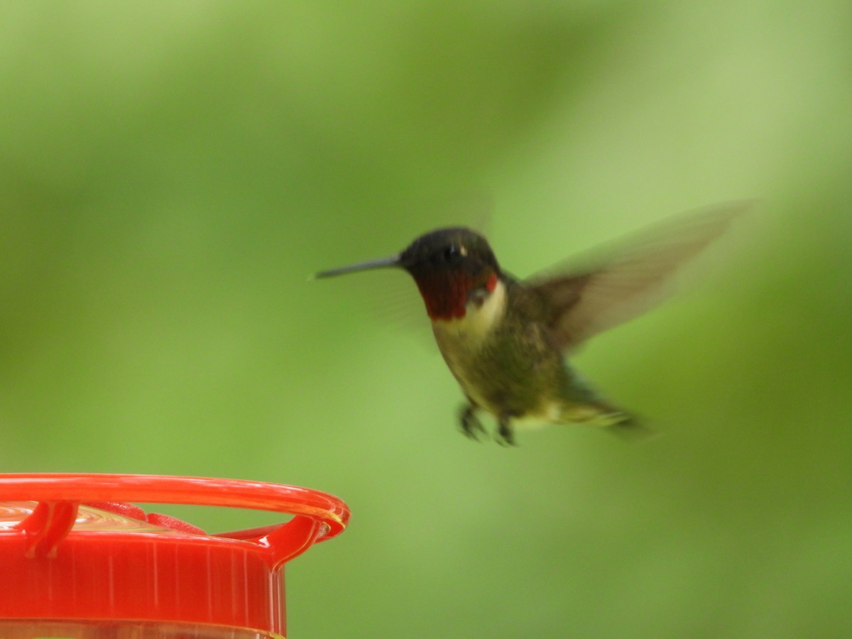 Colibri à gorge rubis - ML623345941