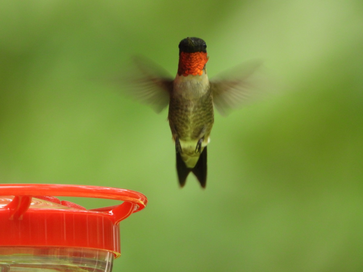 Colibri à gorge rubis - ML623345942