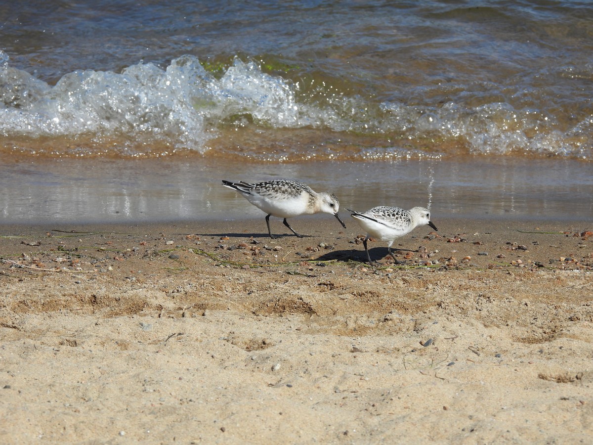 Sanderling - ML623345944