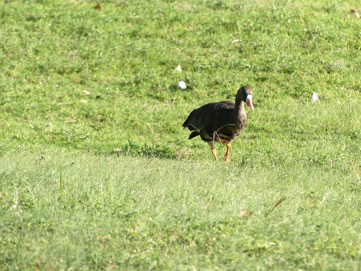 Greater White-fronted Goose (Western) - ML623345969