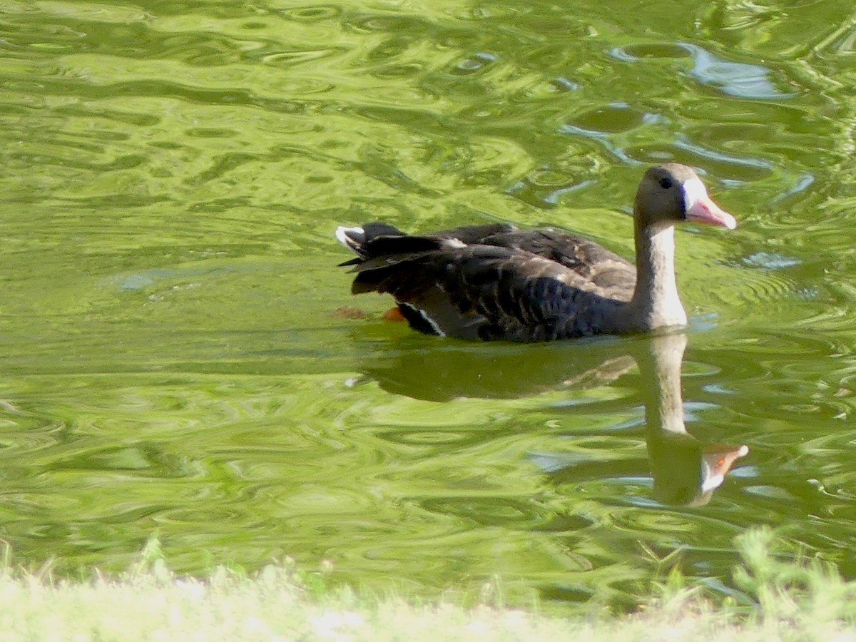 Greater White-fronted Goose (Western) - ML623345973