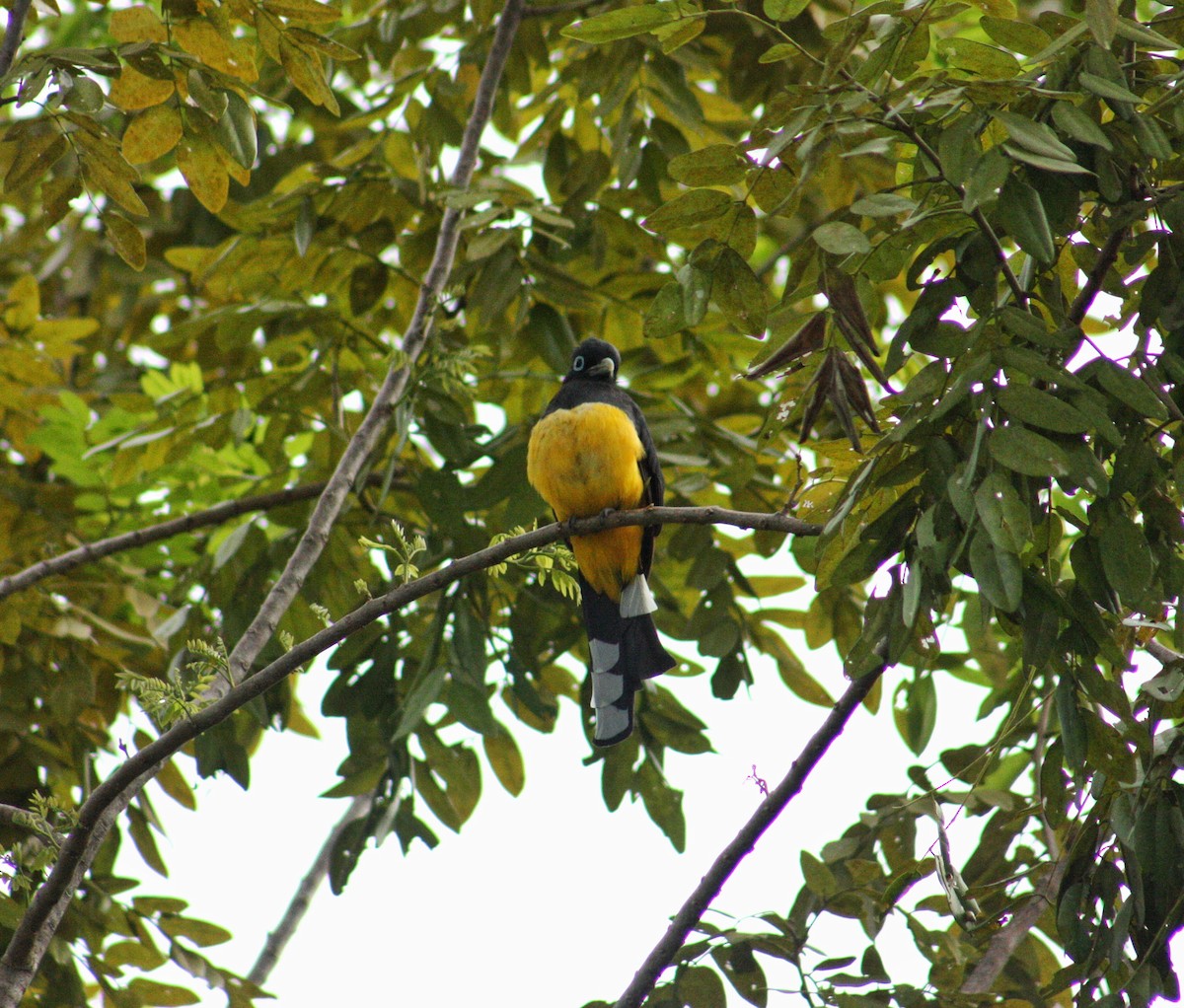 Black-headed Trogon - ML623345986