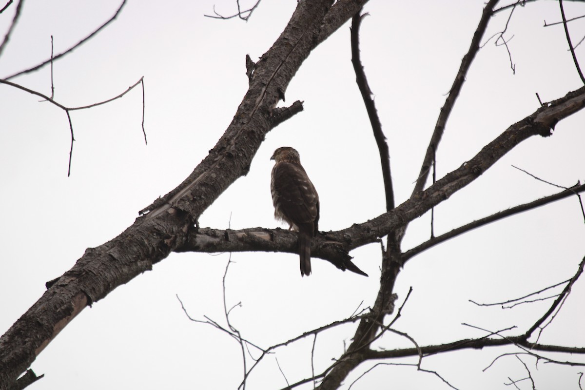 Bicolored Hawk - Magdalena Gerez de Larminat