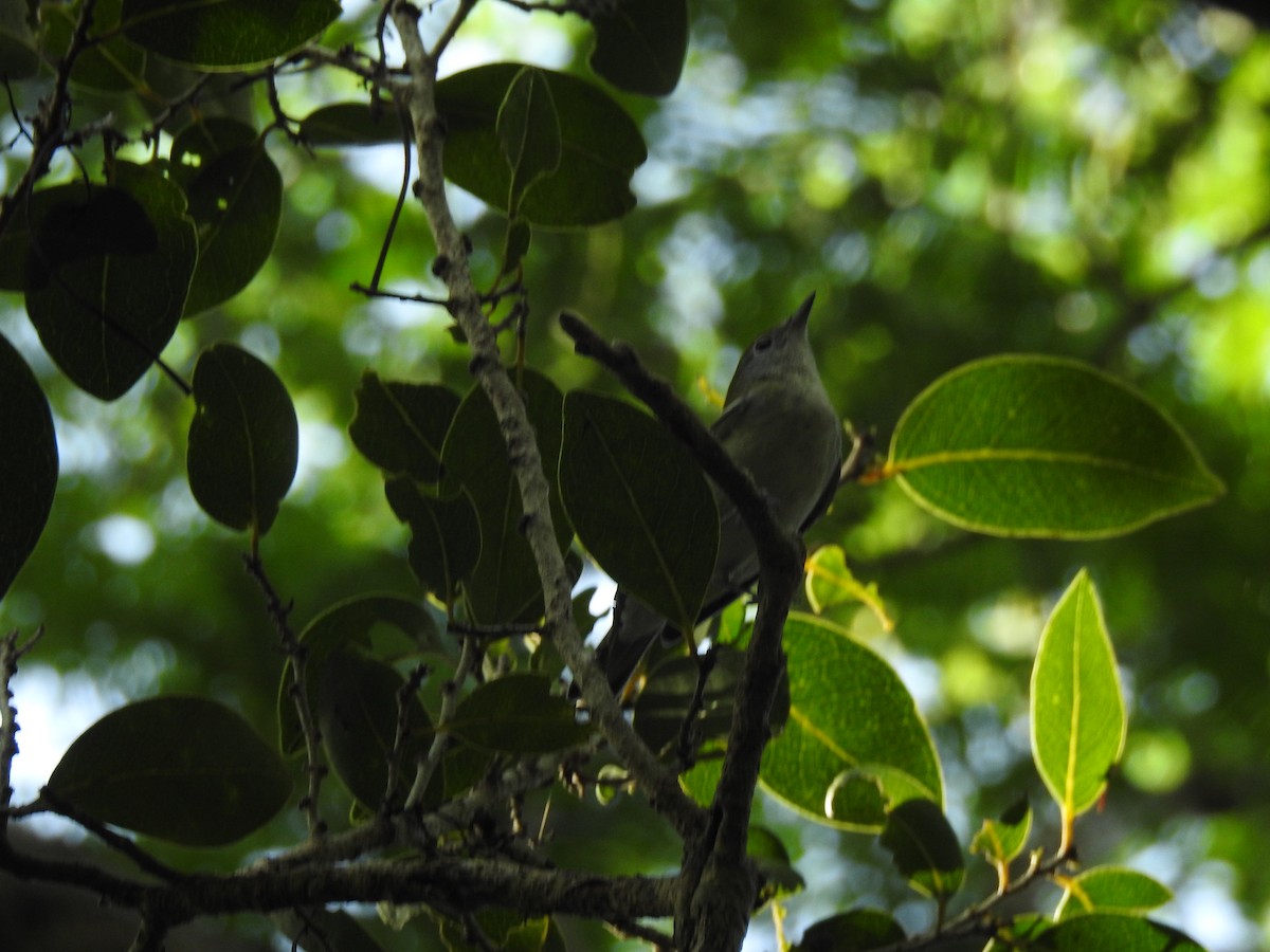 Chestnut-sided Warbler - ML623345992