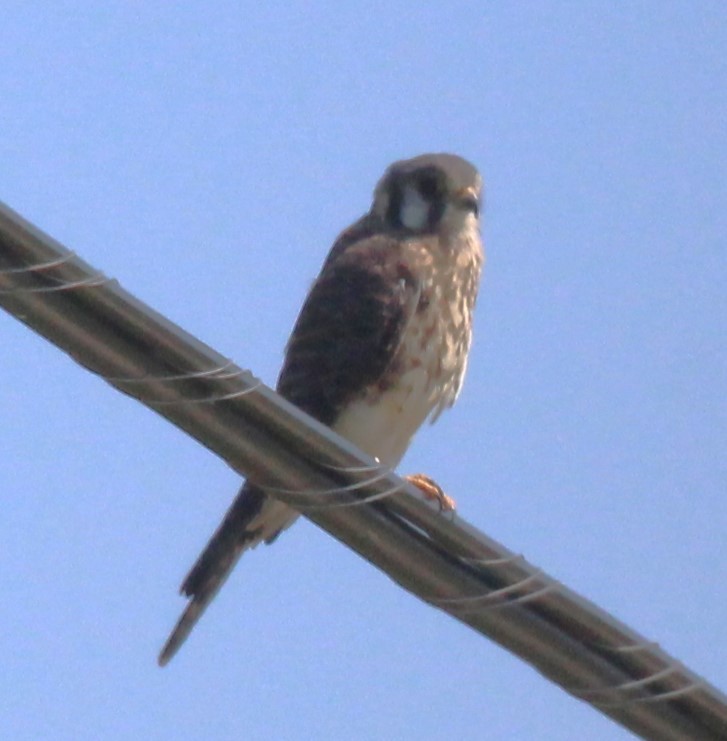 American Kestrel - ML623346010