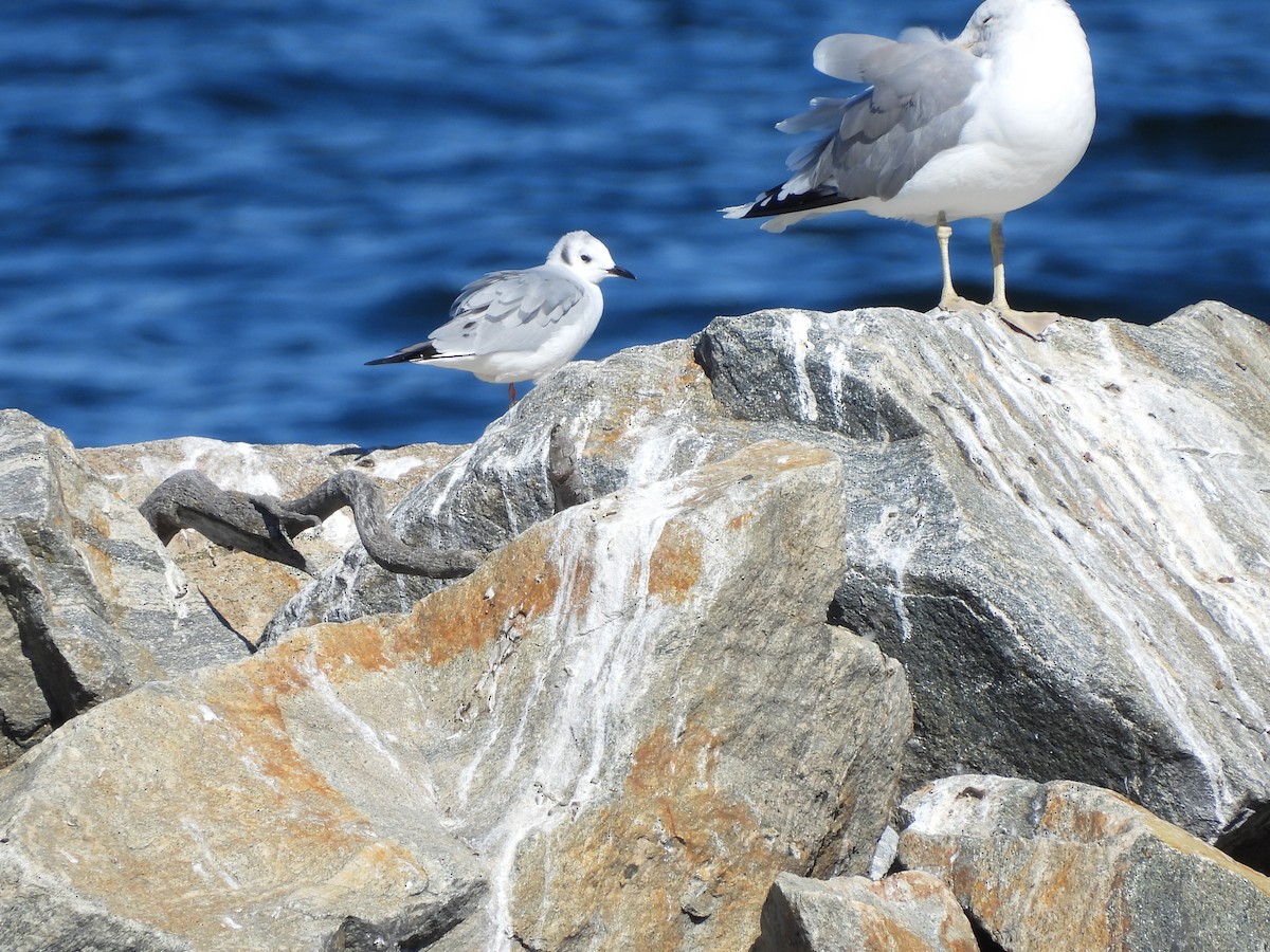 Bonaparte's Gull - ML623346014