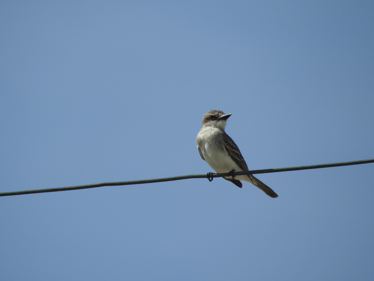 Gray Kingbird - ML623346017