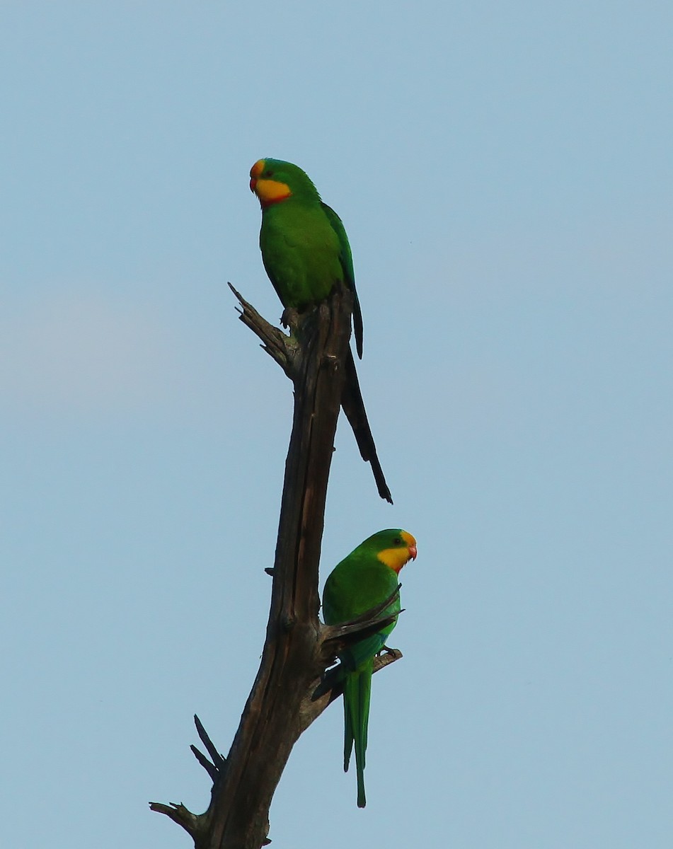 Superb Parrot - ML623346027