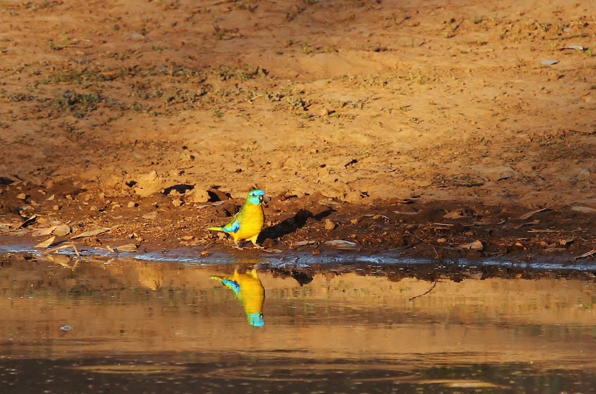 Turquoise Parrot - ML623346042