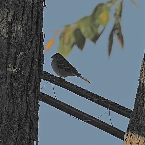 Chipping Sparrow - Deb Diane