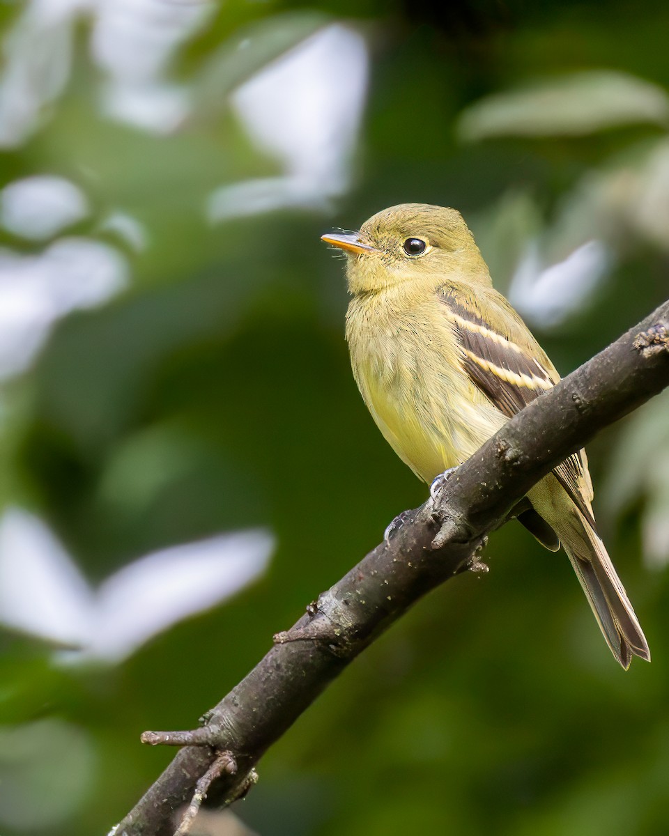 Yellow-bellied Flycatcher - ML623346090