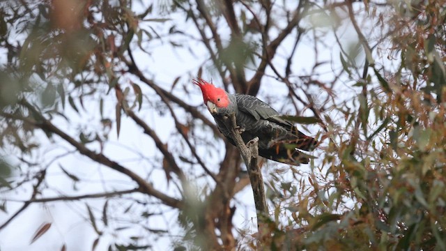 Gang-gang Cockatoo - ML623346109