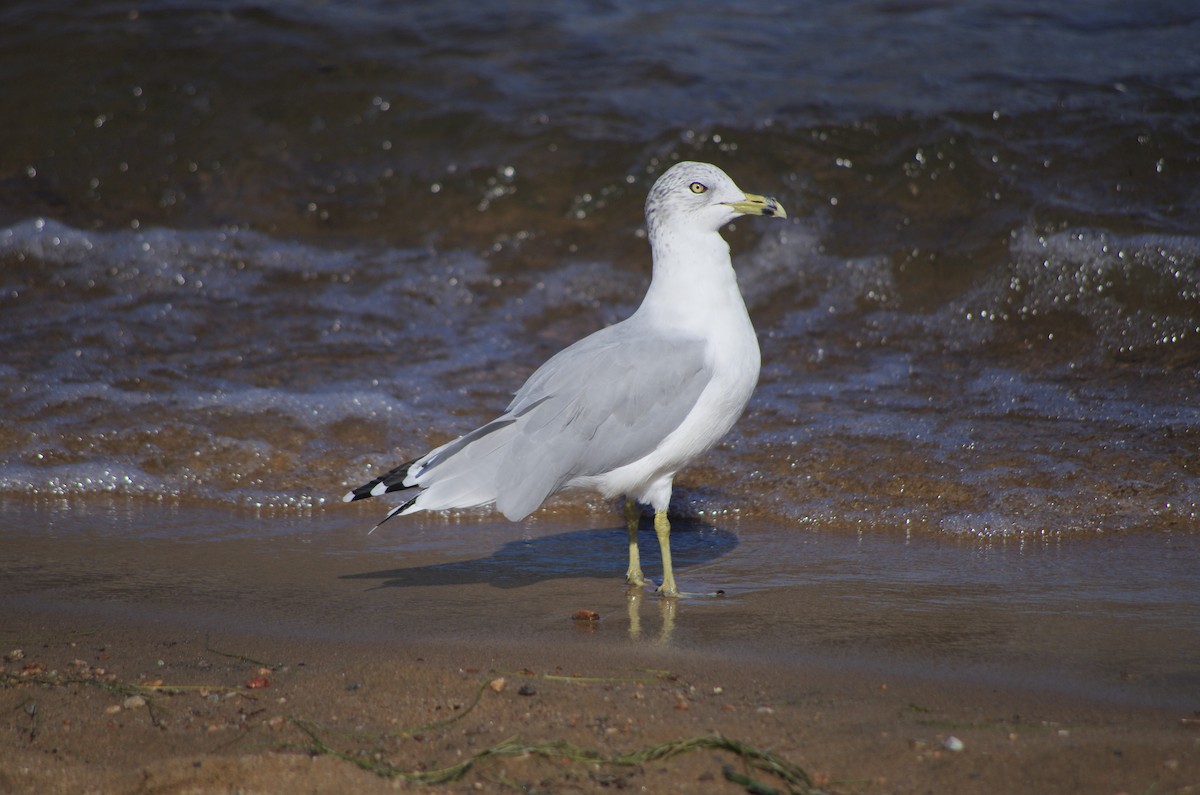 Ring-billed Gull - ML623346132