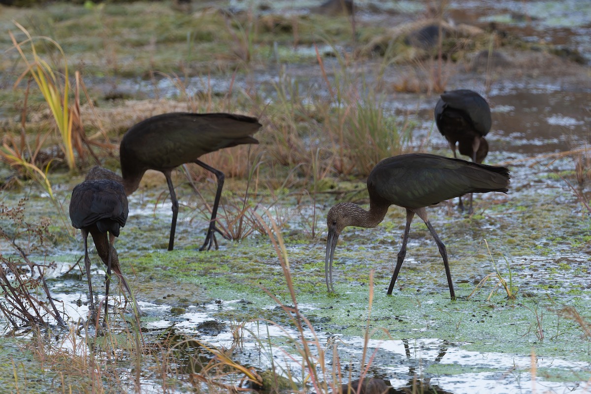 White-faced Ibis - ML623346143