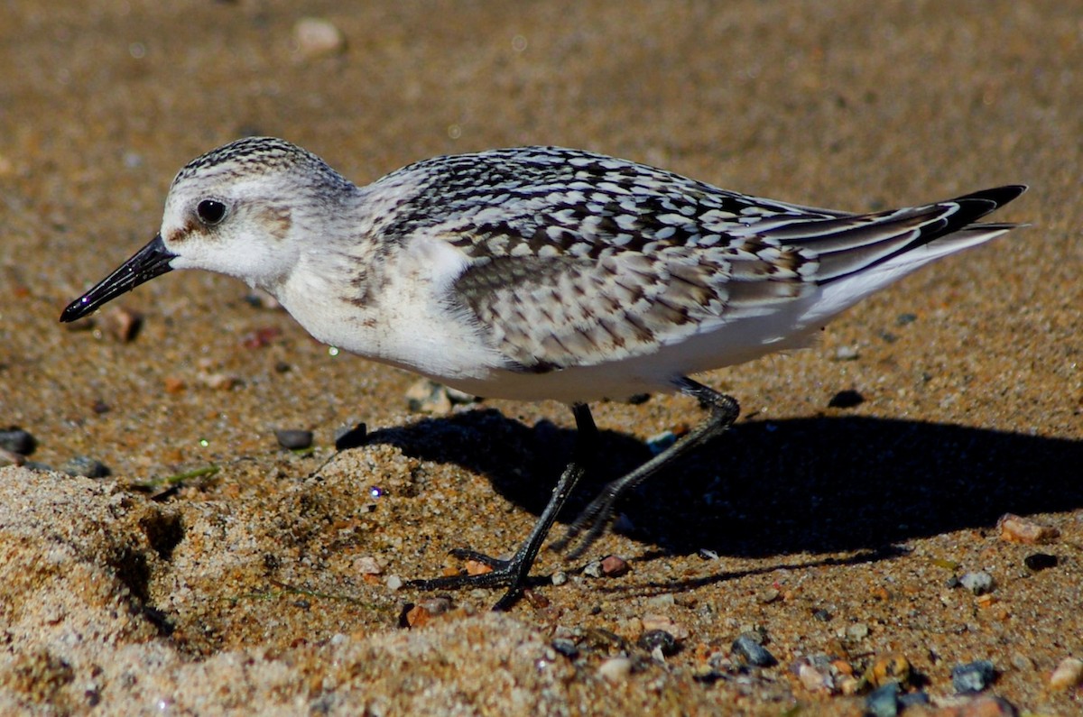 Sanderling - ML623346144