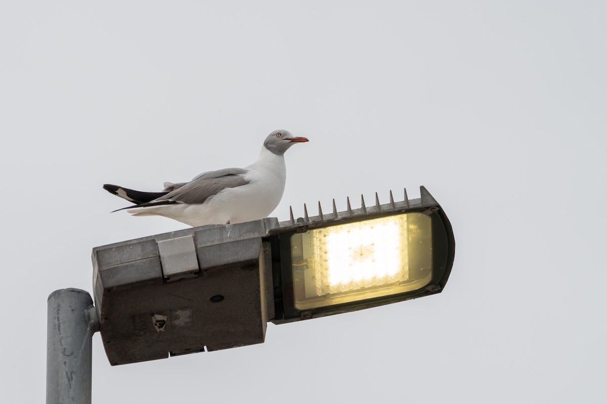 Gray-hooded Gull - ML623346152