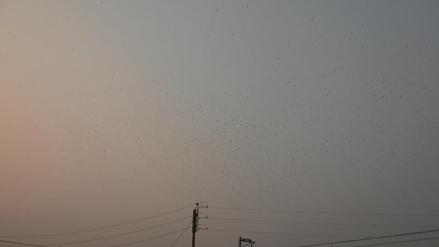 Golondrina Sureña - ML623346175