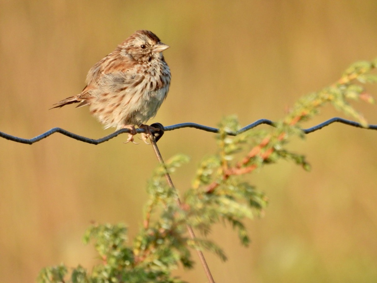 Song Sparrow - Deb Diane