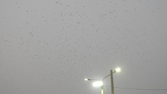 Golondrina Sureña - ML623346230