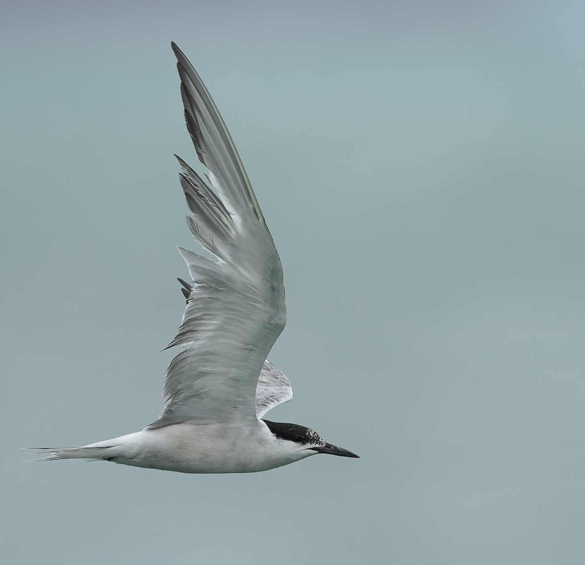 Common Tern - ML623346260