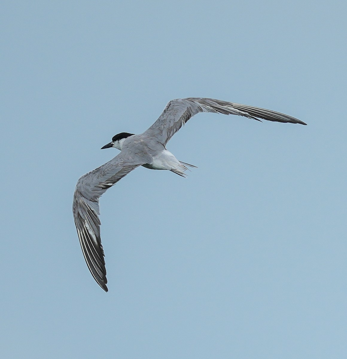 Common Tern - ML623346261
