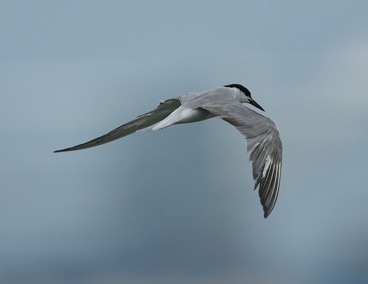 Common Tern - ML623346262