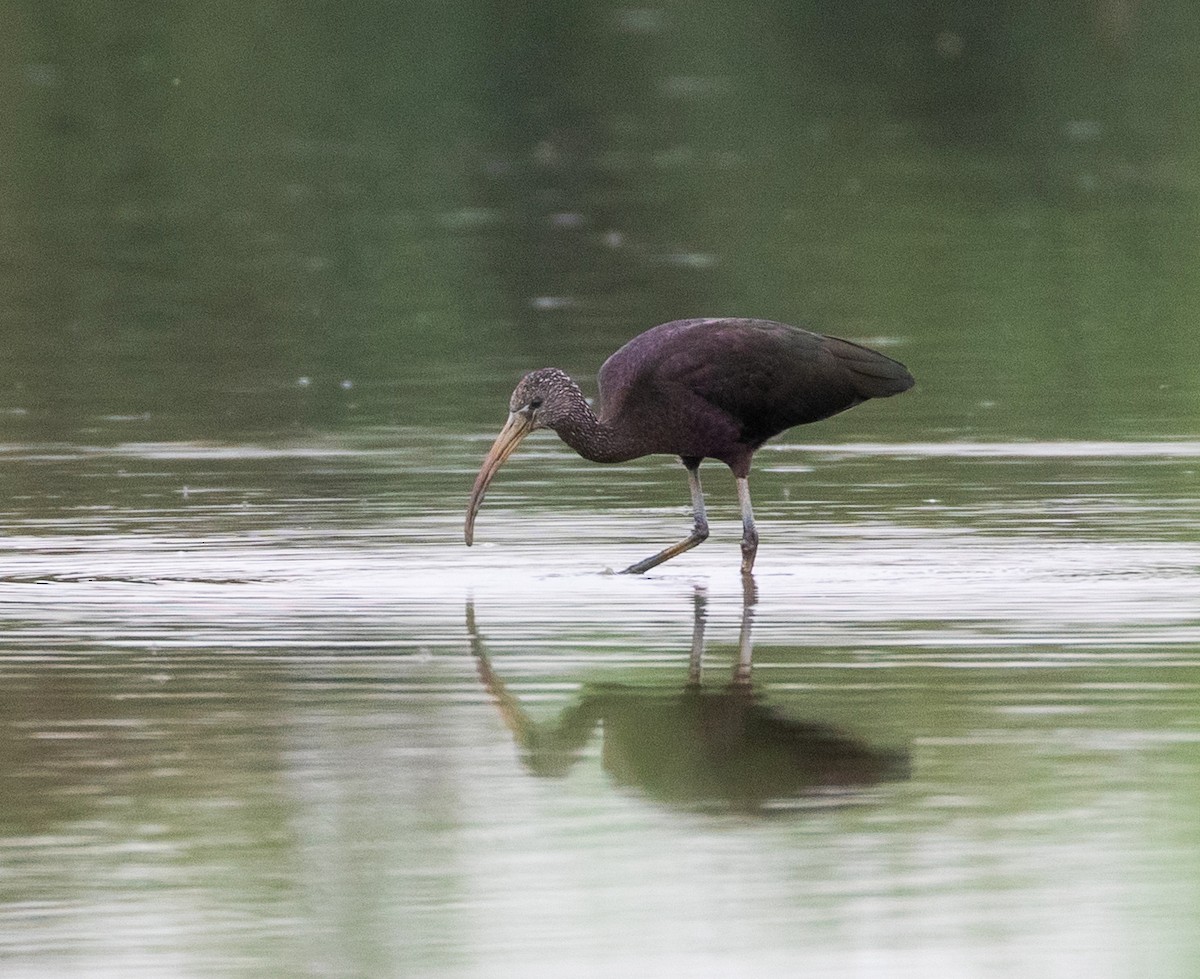 Glossy Ibis - ML623346266