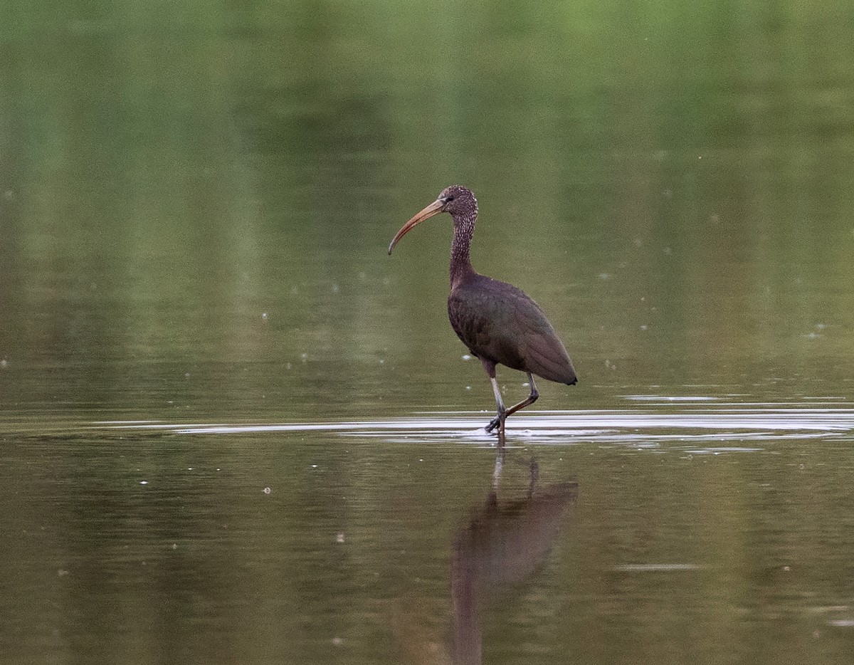 Glossy Ibis - ML623346267