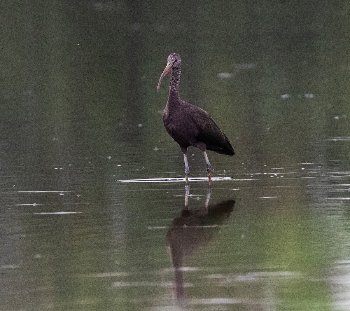 Glossy Ibis - ML623346270