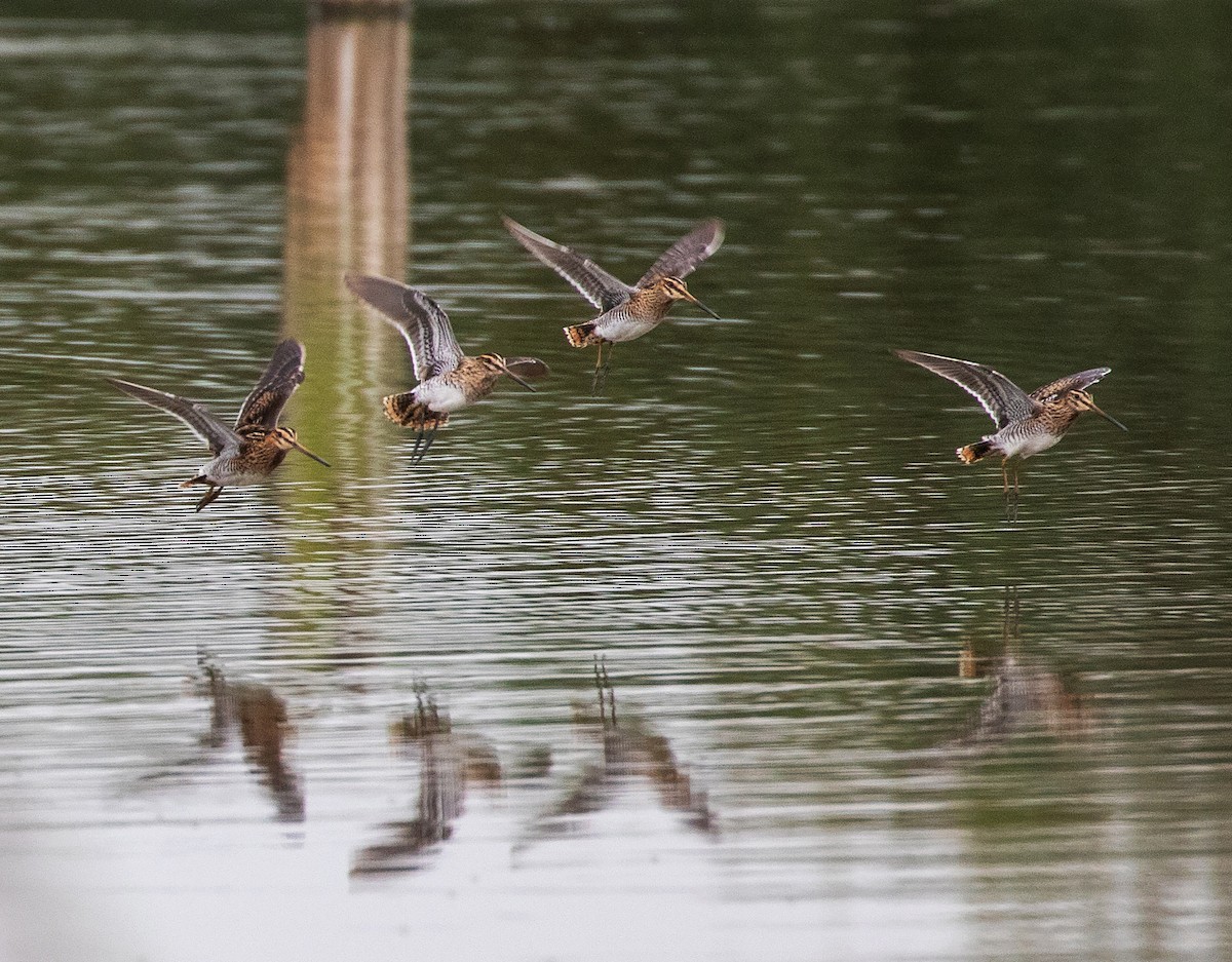 Common Snipe - ML623346284