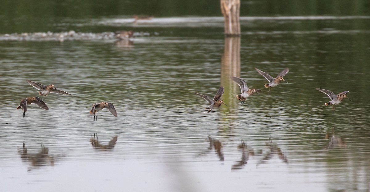 Common Snipe - ML623346292