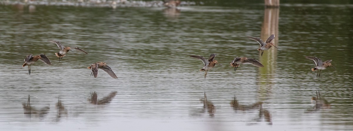 Common Snipe - ML623346296