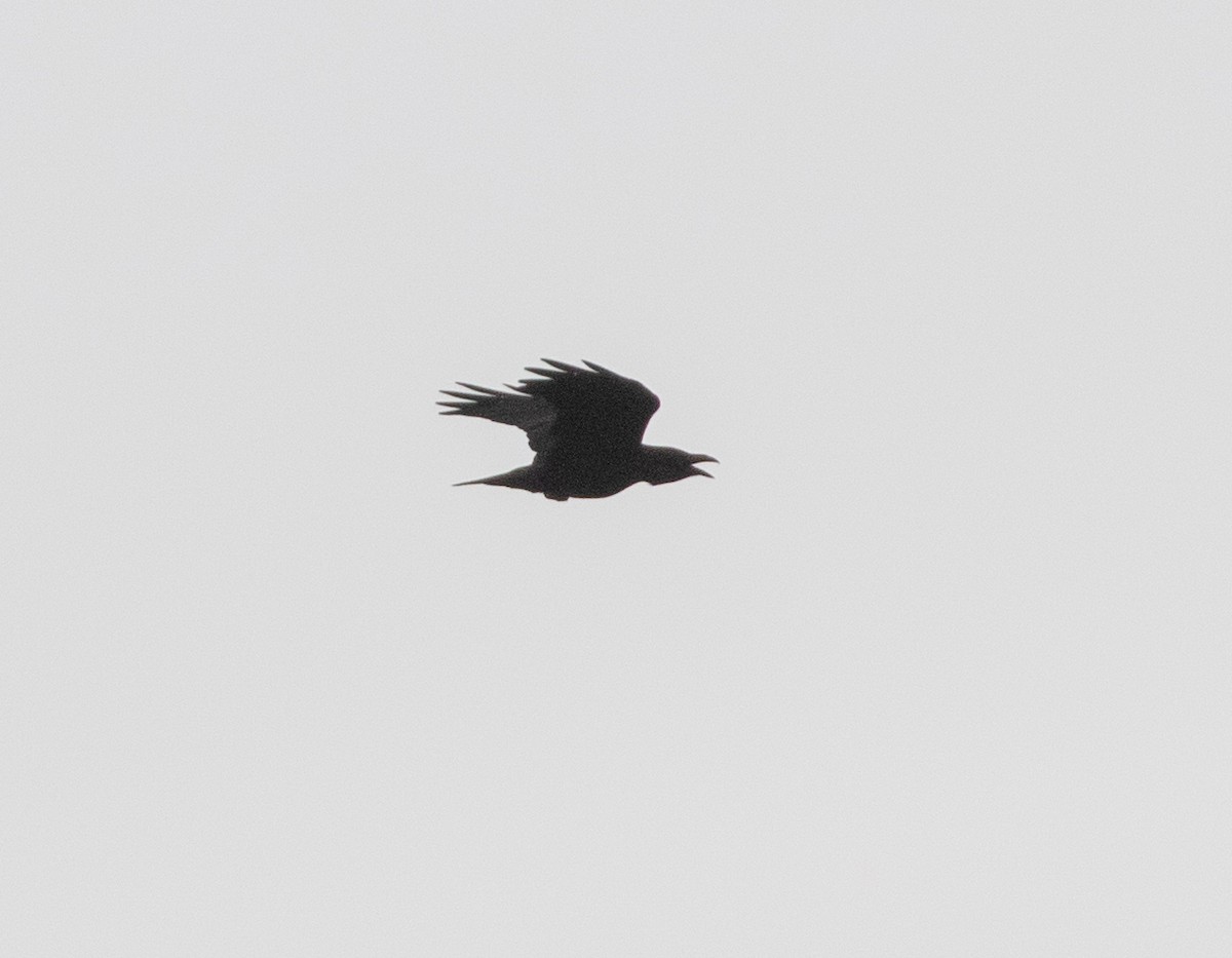 Common Raven - ML623346318