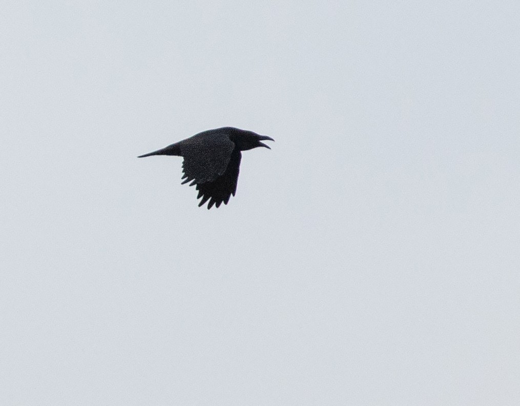 Common Raven - ML623346320