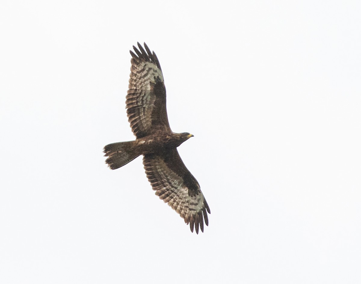 European Honey-buzzard - ML623346327