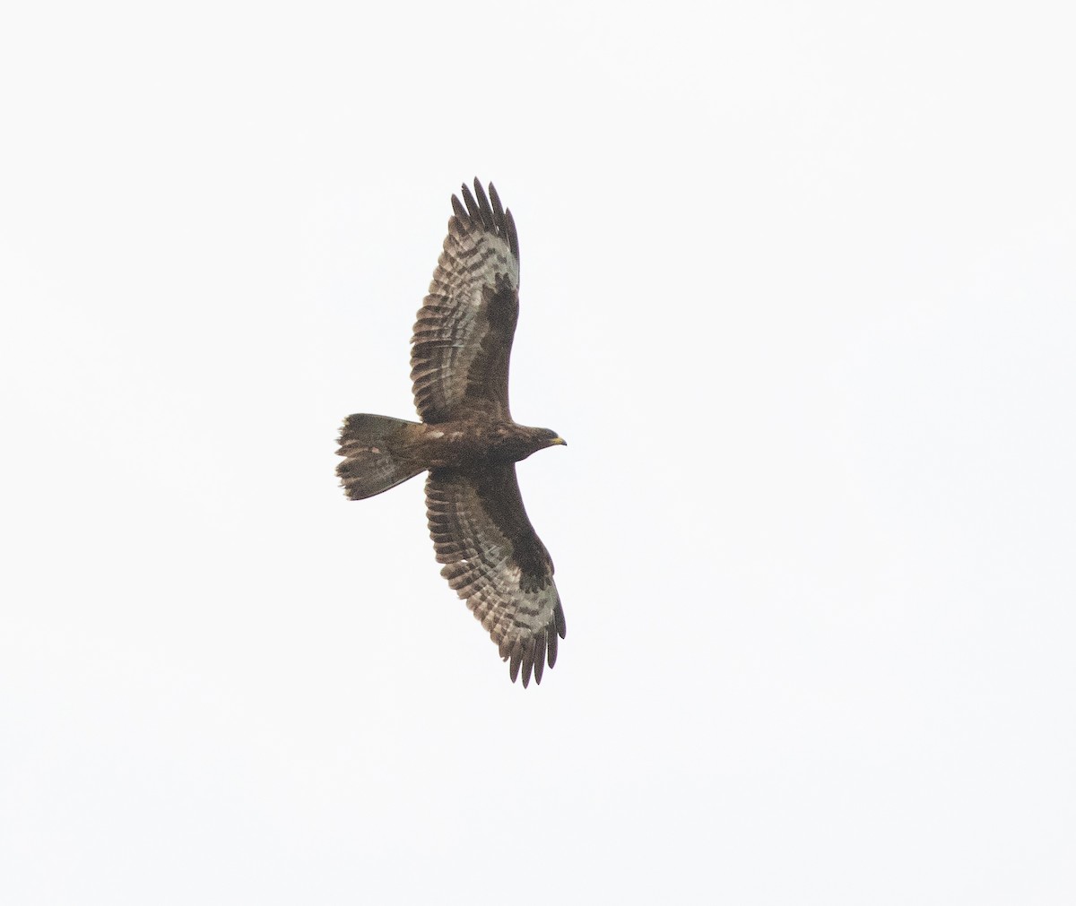 European Honey-buzzard - ML623346329