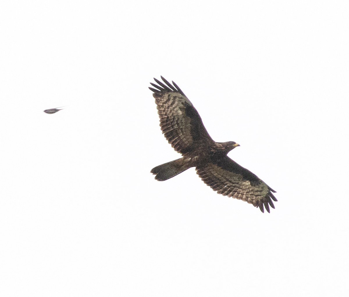 European Honey-buzzard - ML623346330