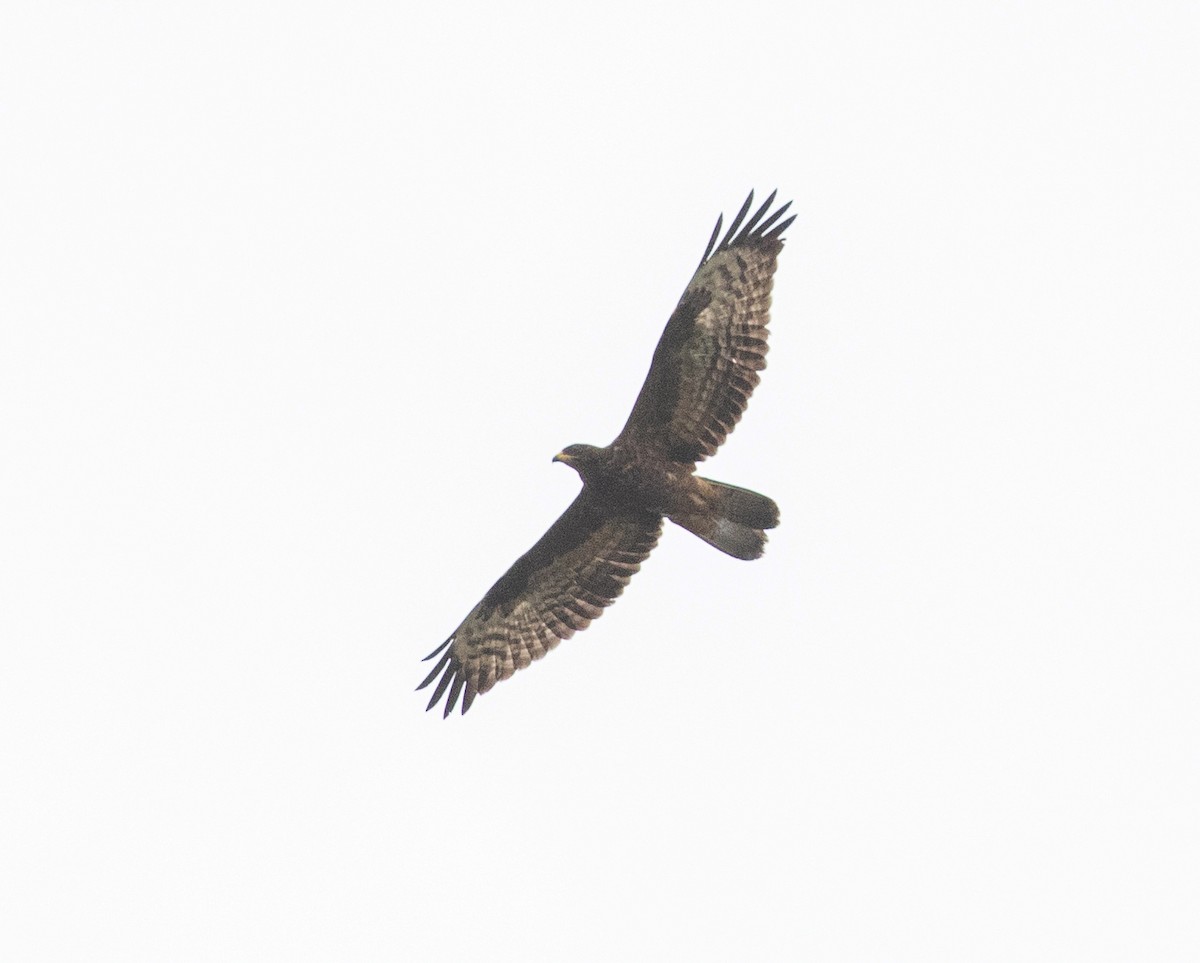 European Honey-buzzard - ML623346332