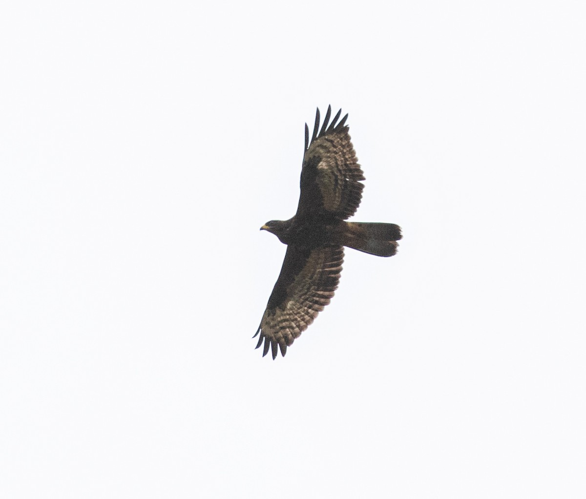 European Honey-buzzard - ML623346336