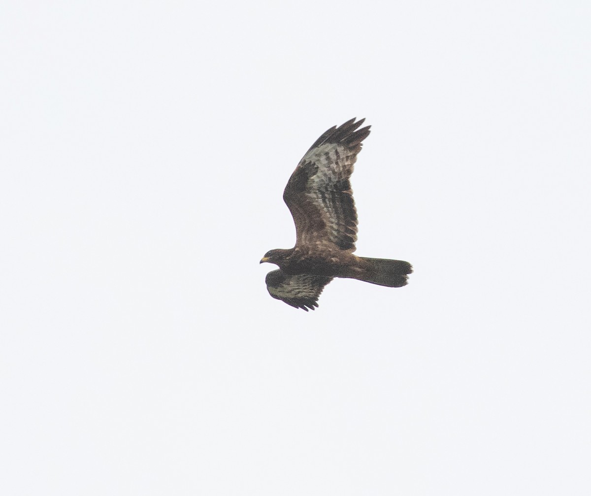 European Honey-buzzard - ML623346337