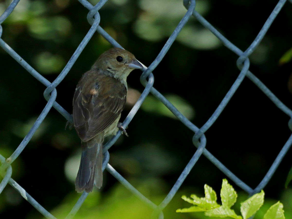 Passerin indigo - ML623346447