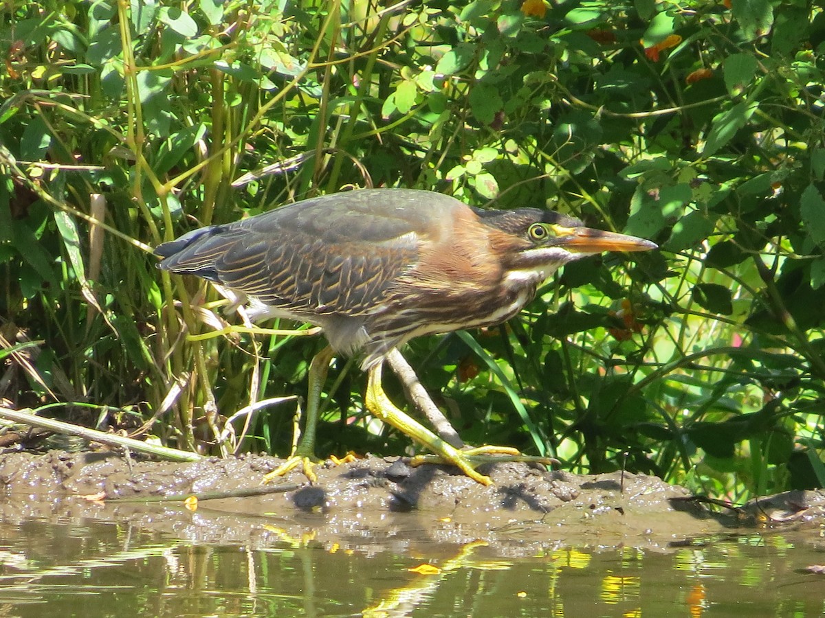 Green Heron - ML623346561