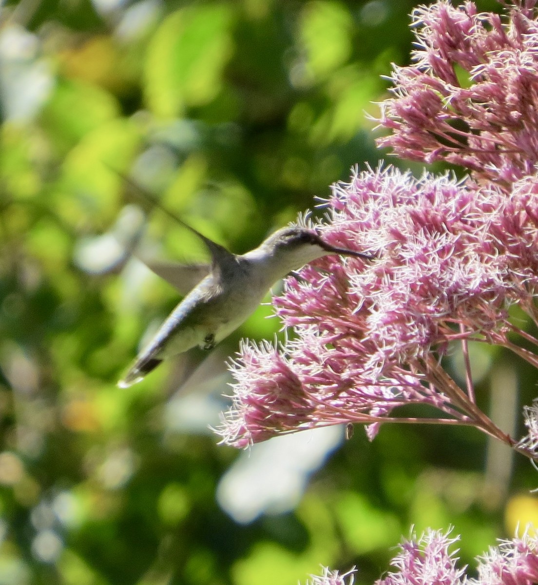 Ruby-throated Hummingbird - ML623346567